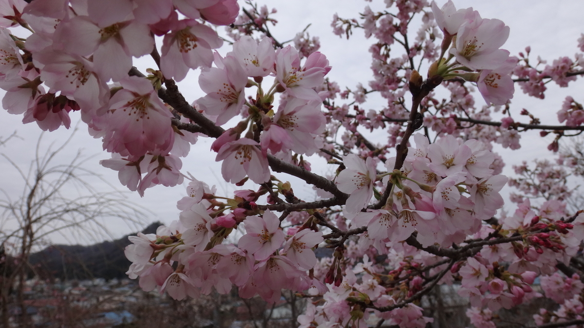 f:id:hatekota810:20190501072556j:plain