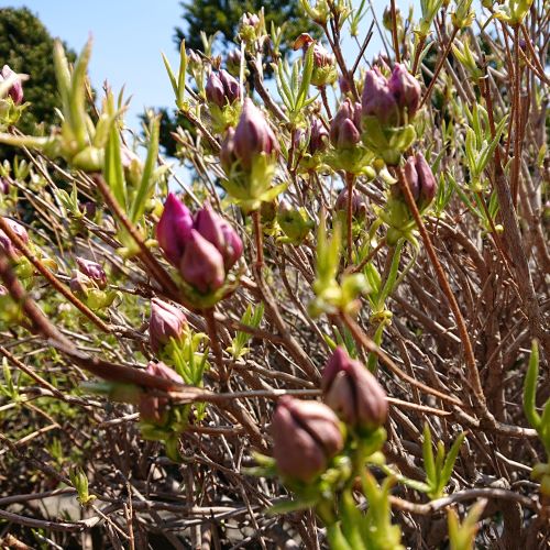 f:id:hatekota810:20190503122055j:plain