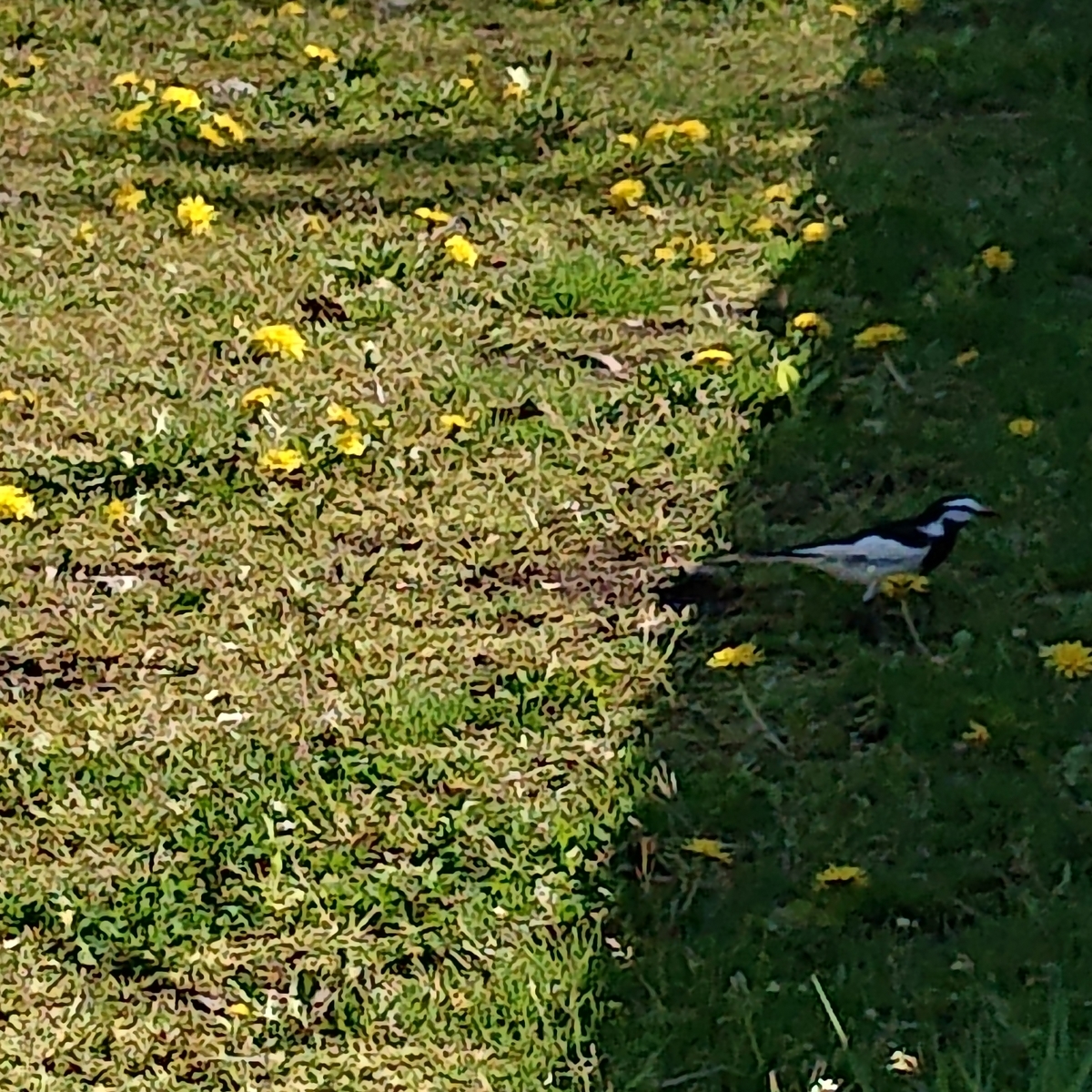 f:id:hatekota810:20190507161819j:plain