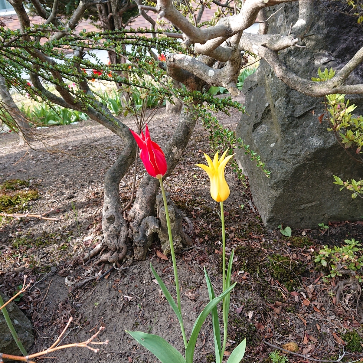 f:id:hatekota810:20190519190515j:plain