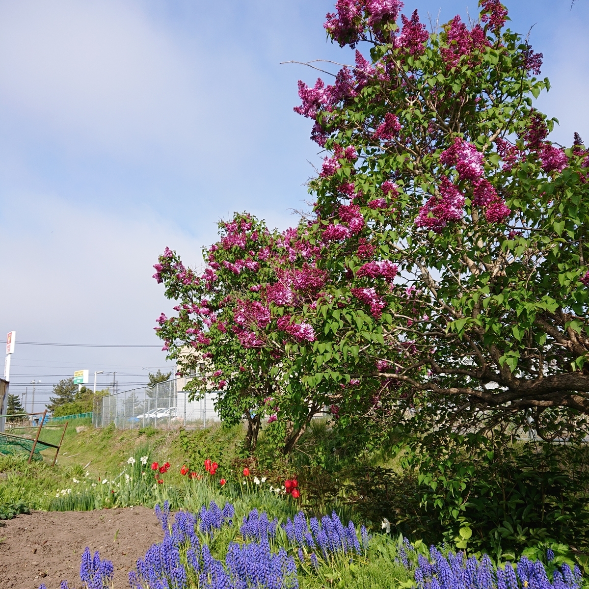 f:id:hatekota810:20190519191129j:plain