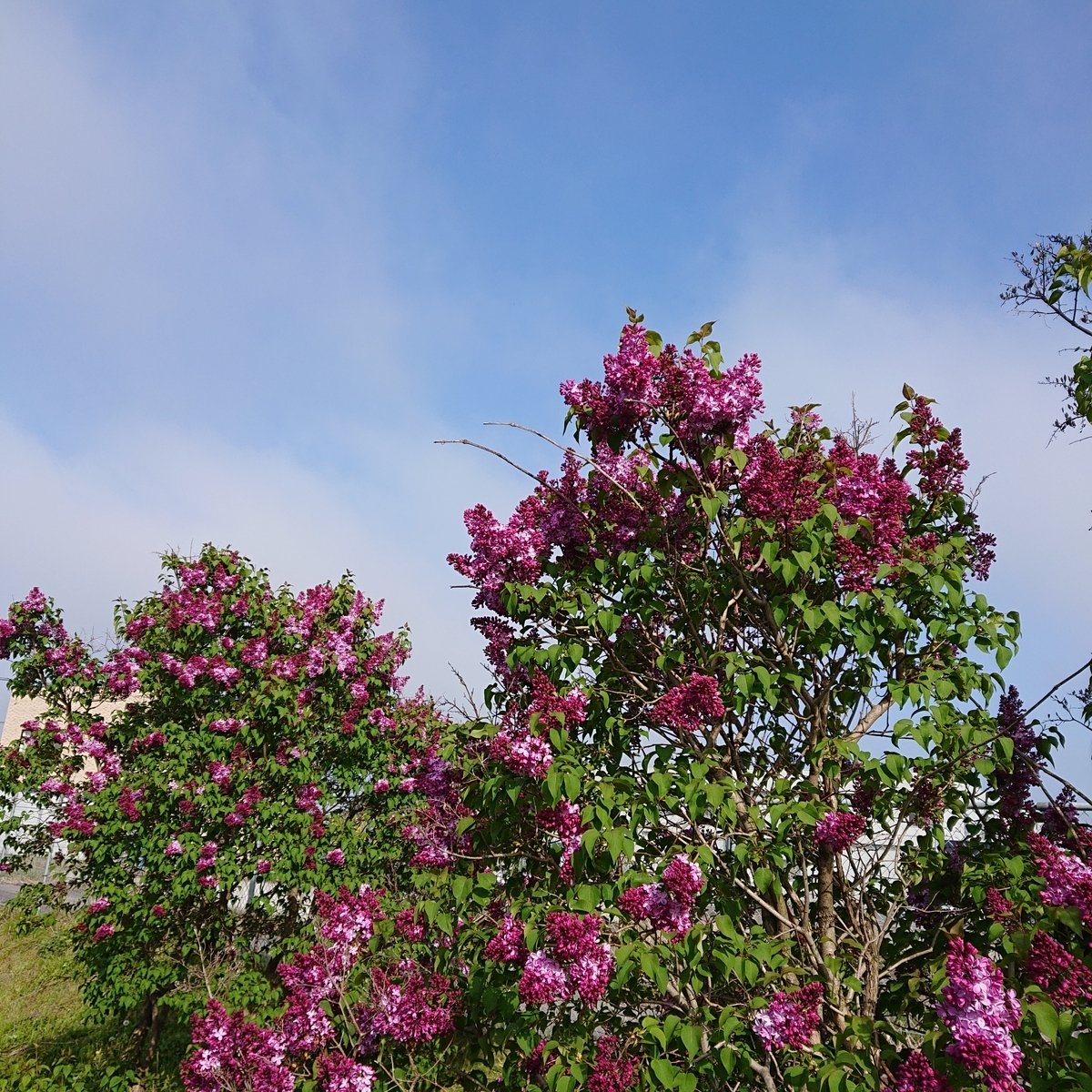 f:id:hatekota810:20190519191512j:plain