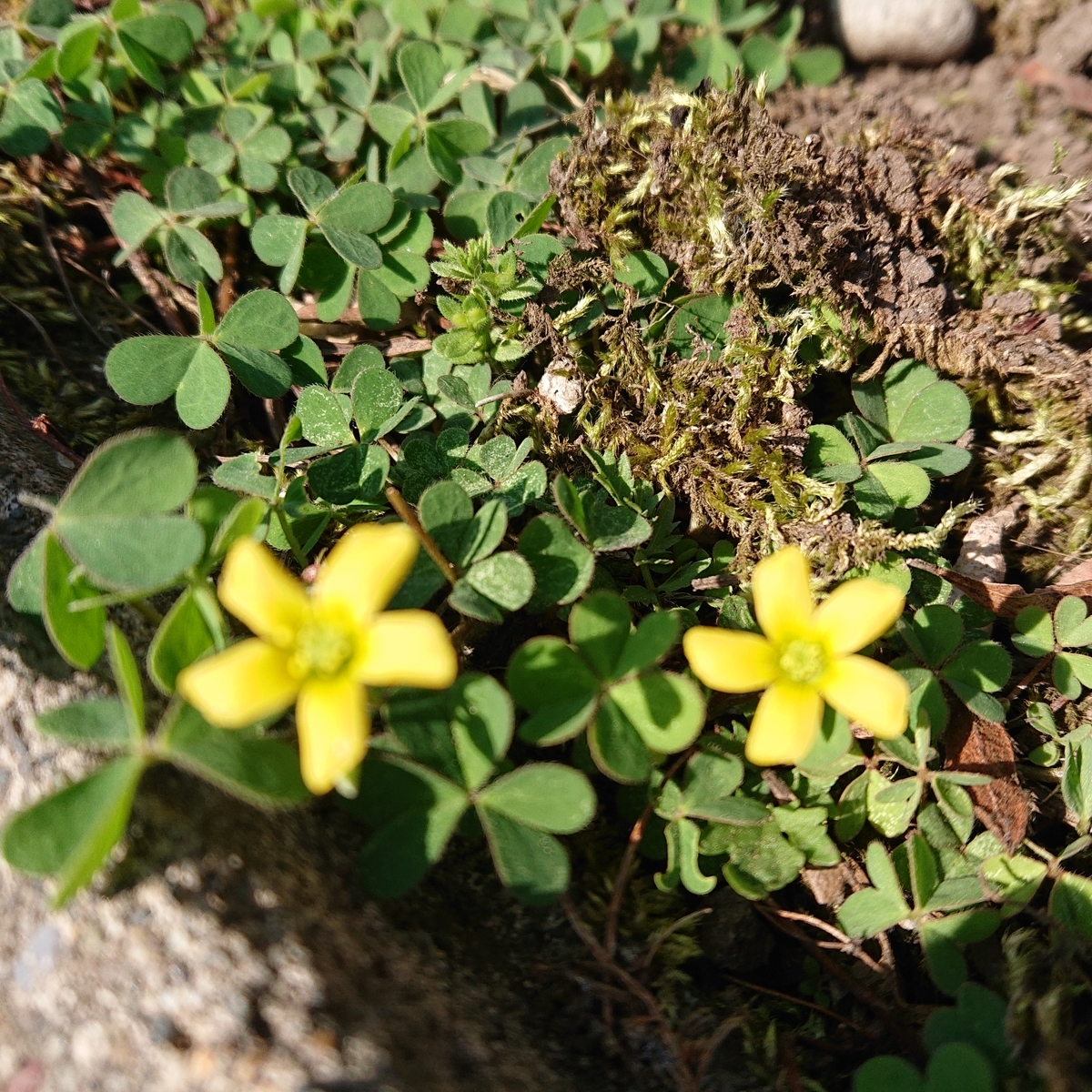 f:id:hatekota810:20190527191014j:plain