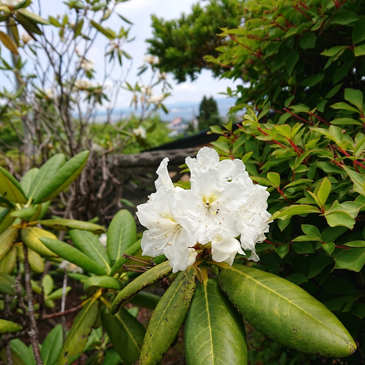 f:id:hatekota810:20190608114521j:plain