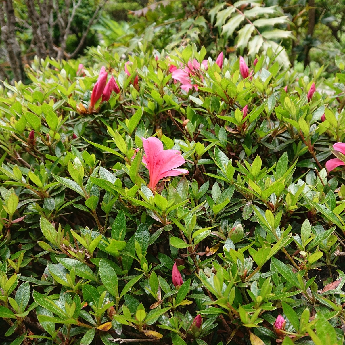 f:id:hatekota810:20190608114953j:plain