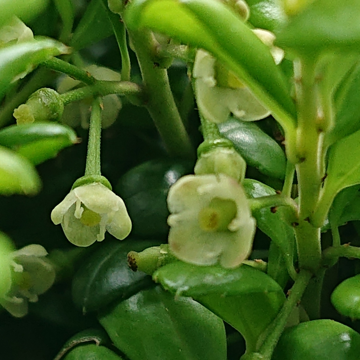 f:id:hatekota810:20190703161742j:plain