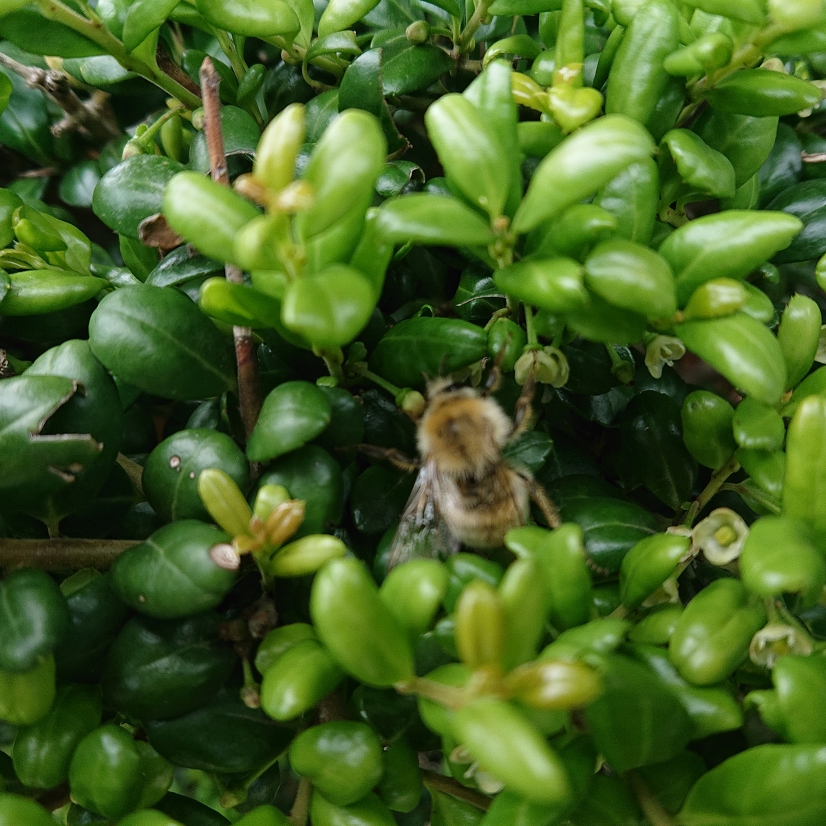 f:id:hatekota810:20190703162010j:plain