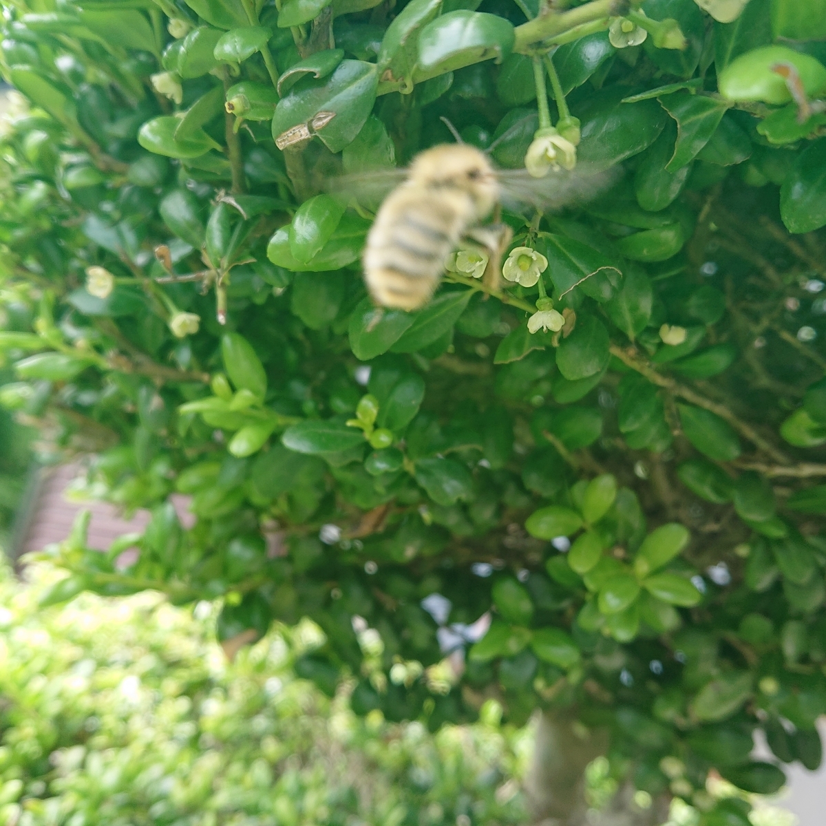 f:id:hatekota810:20190703162239j:plain