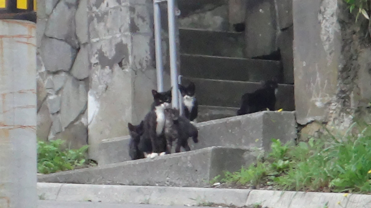 f:id:hatekota810:20190814102933j:plain