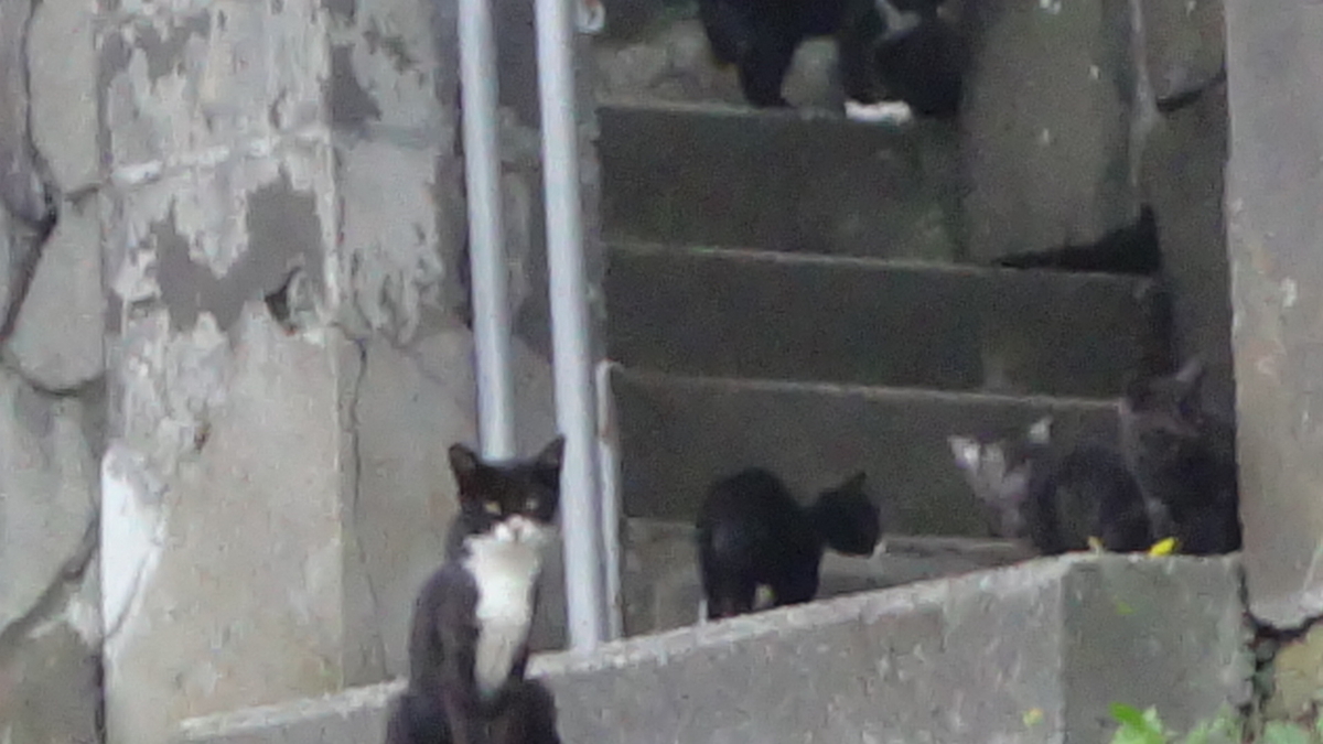 f:id:hatekota810:20190814103311j:plain