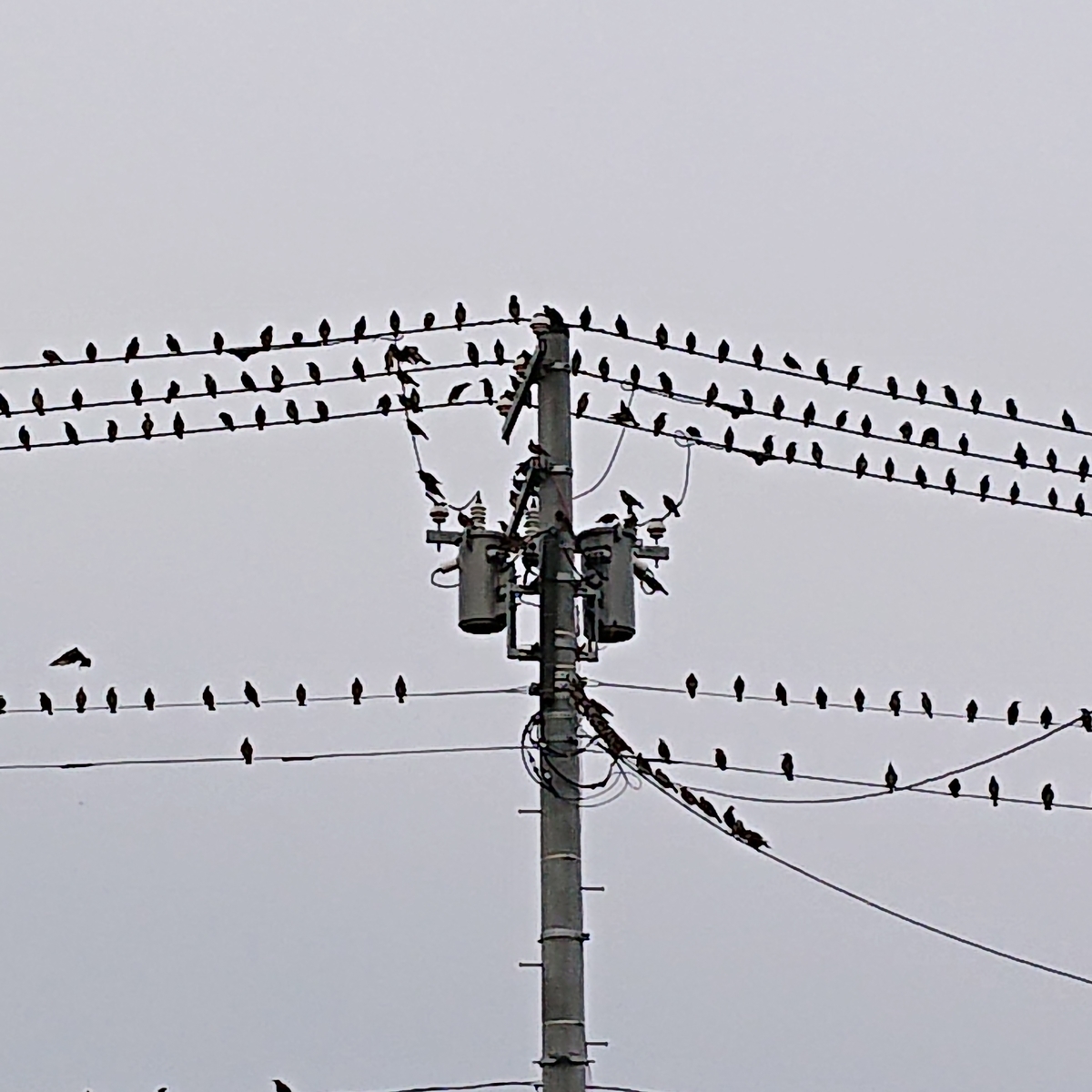 f:id:hatekota810:20190928225743j:plain