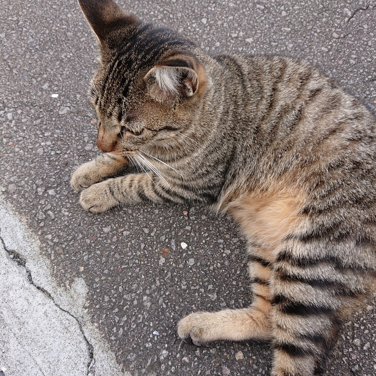 f:id:hatekota810:20191007113354j:plain