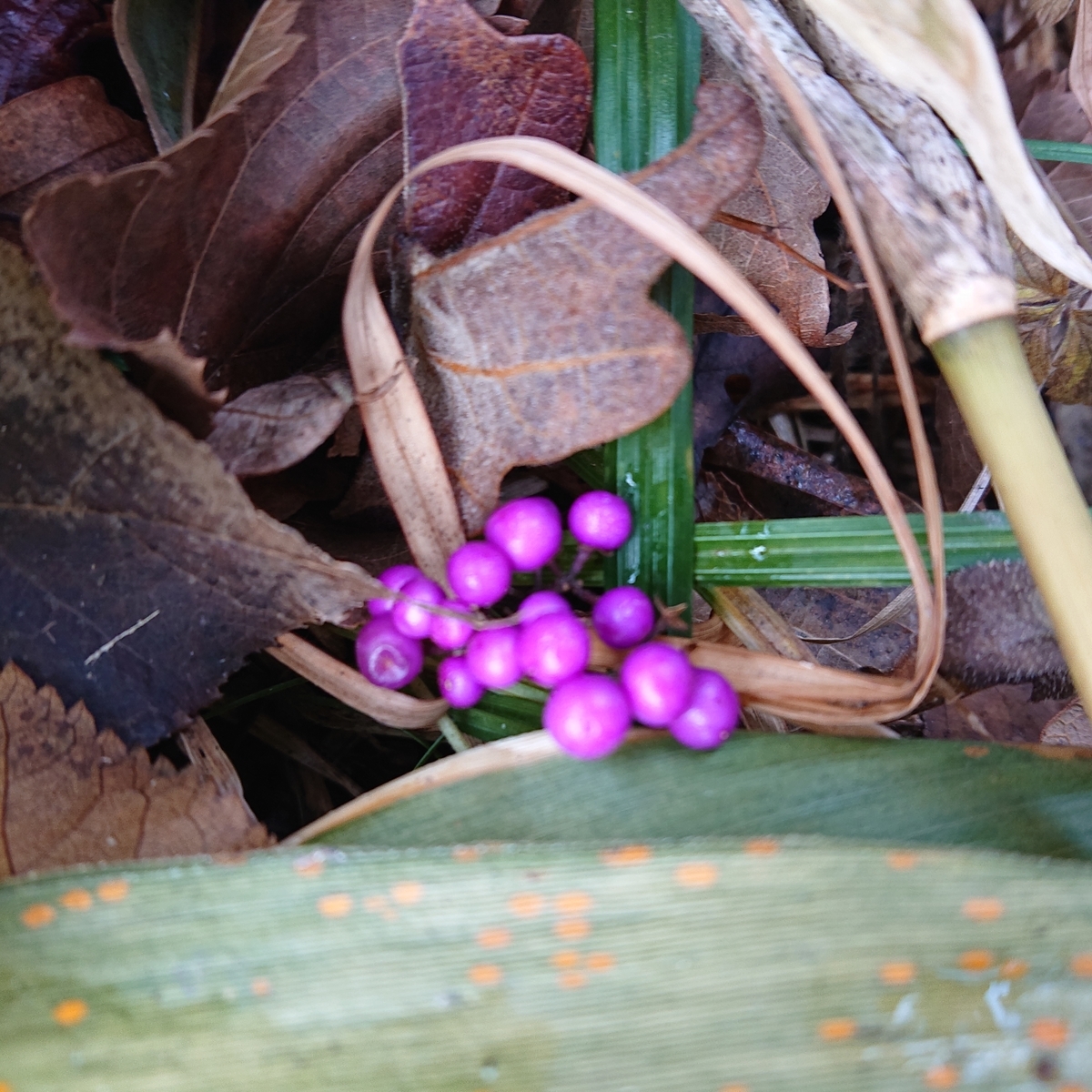 f:id:hatekota810:20191126153936j:plain