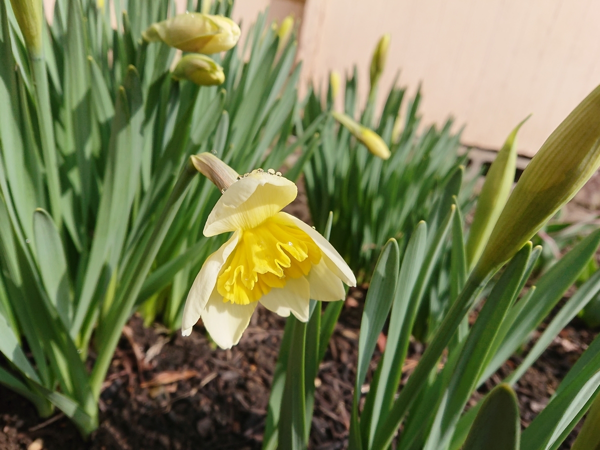 f:id:hatekota810:20200405093310j:plain