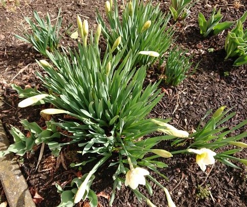 f:id:hatekota810:20200405095014j:plain