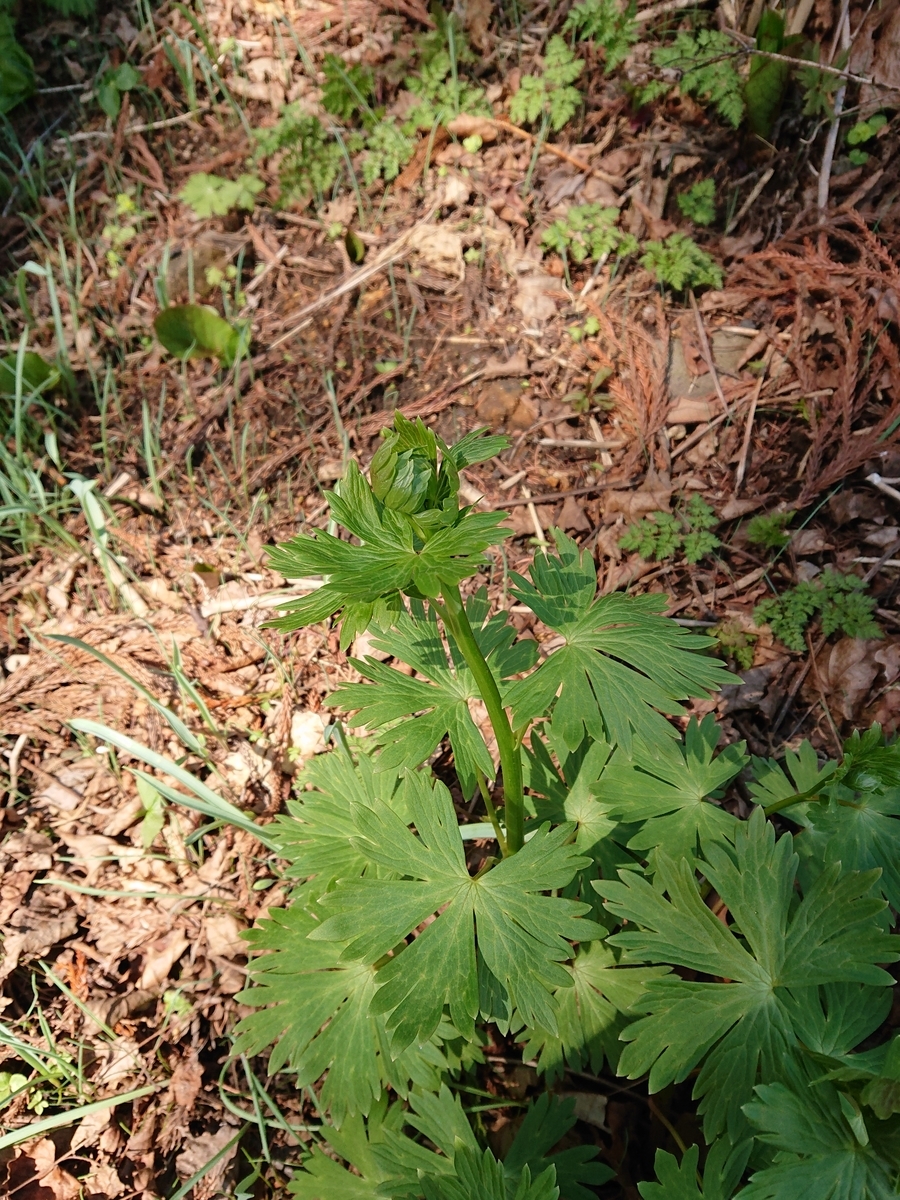 f:id:hatekota810:20200408143443j:plain