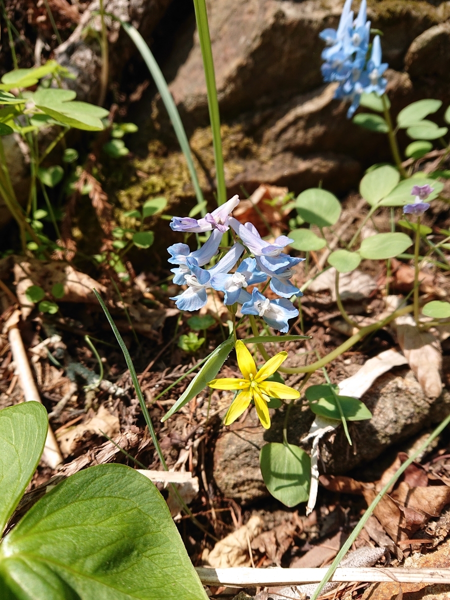 f:id:hatekota810:20200408144103j:plain