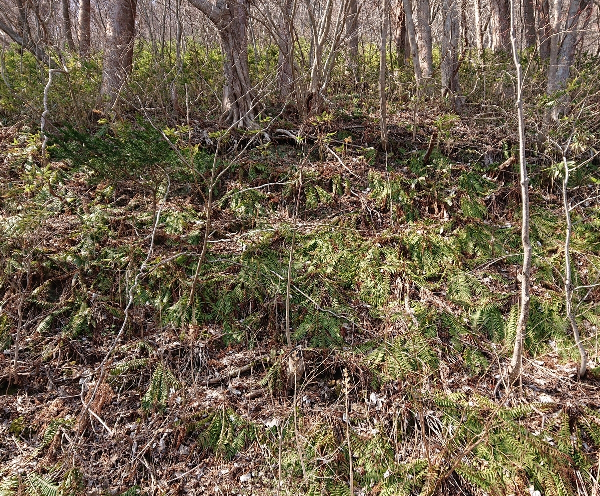 f:id:hatekota810:20200408144805j:plain