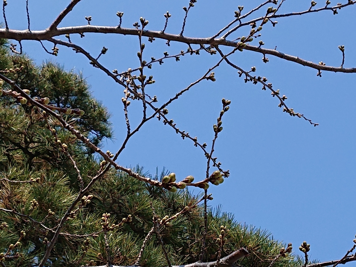 f:id:hatekota810:20200408145130j:plain