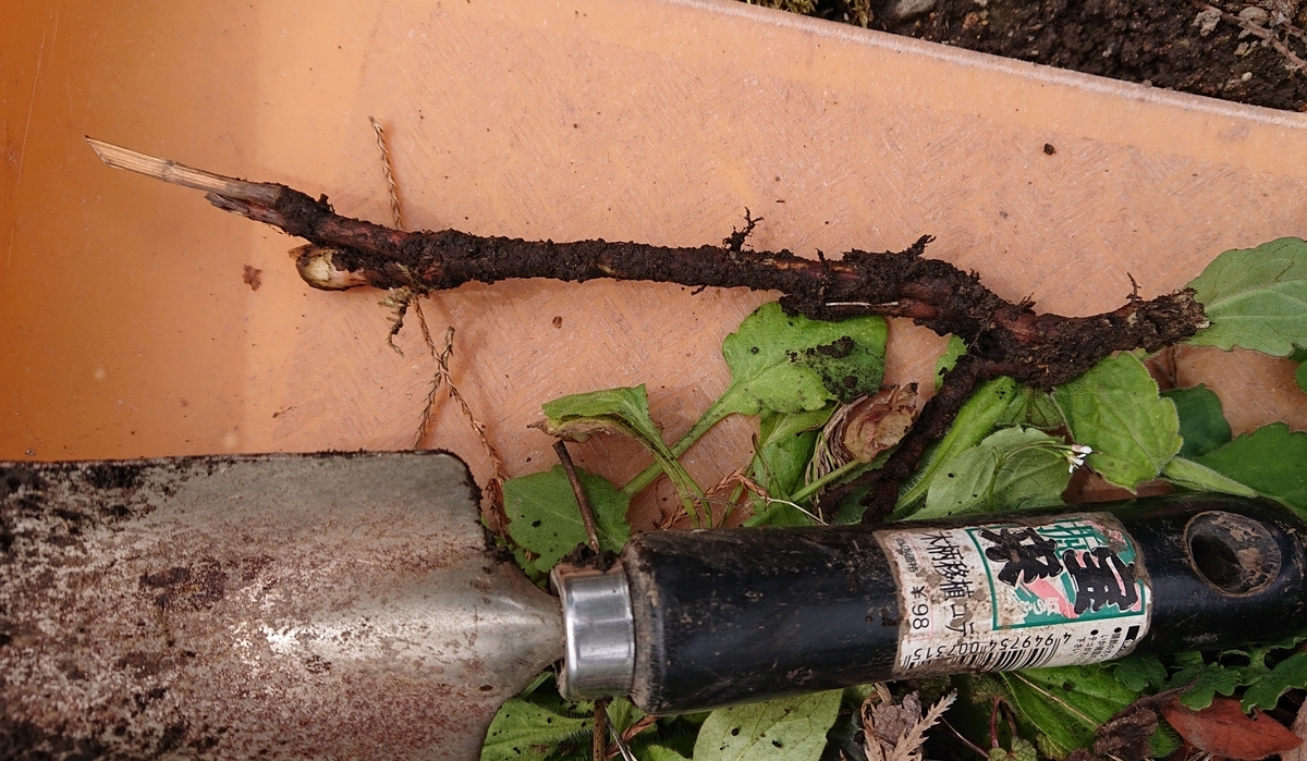 f:id:hatekota810:20200430160122j:plain