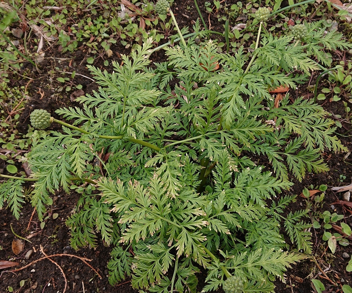 f:id:hatekota810:20200430160633j:plain