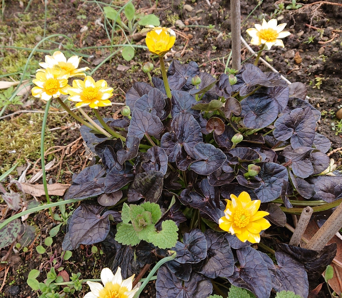 f:id:hatekota810:20200430161801j:plain