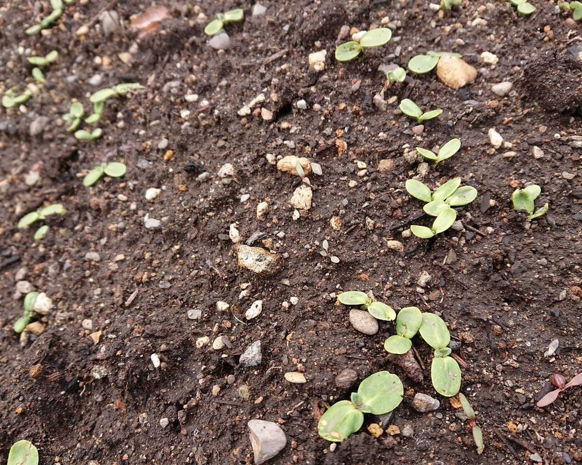 f:id:hatekota810:20200430162707j:plain