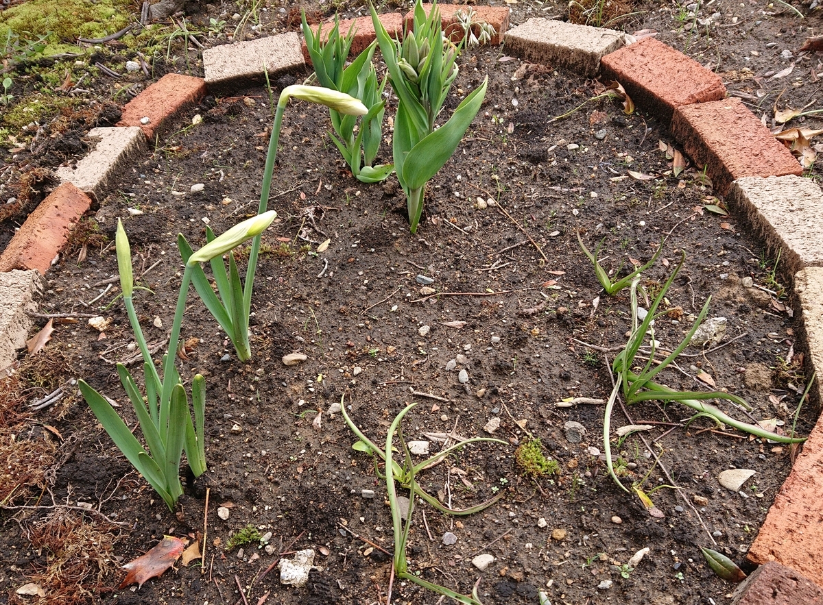 f:id:hatekota810:20200520095614j:plain