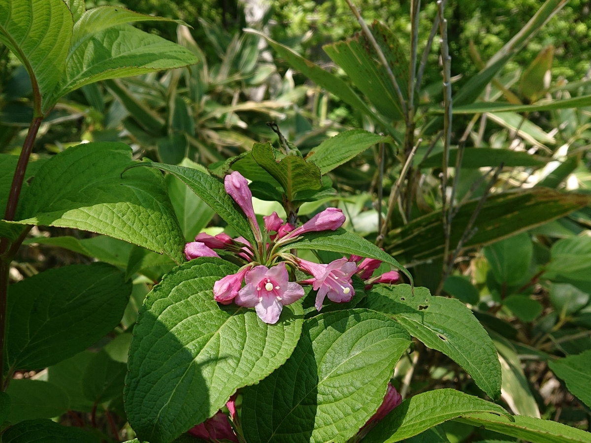 f:id:hatekota810:20200530171415j:plain