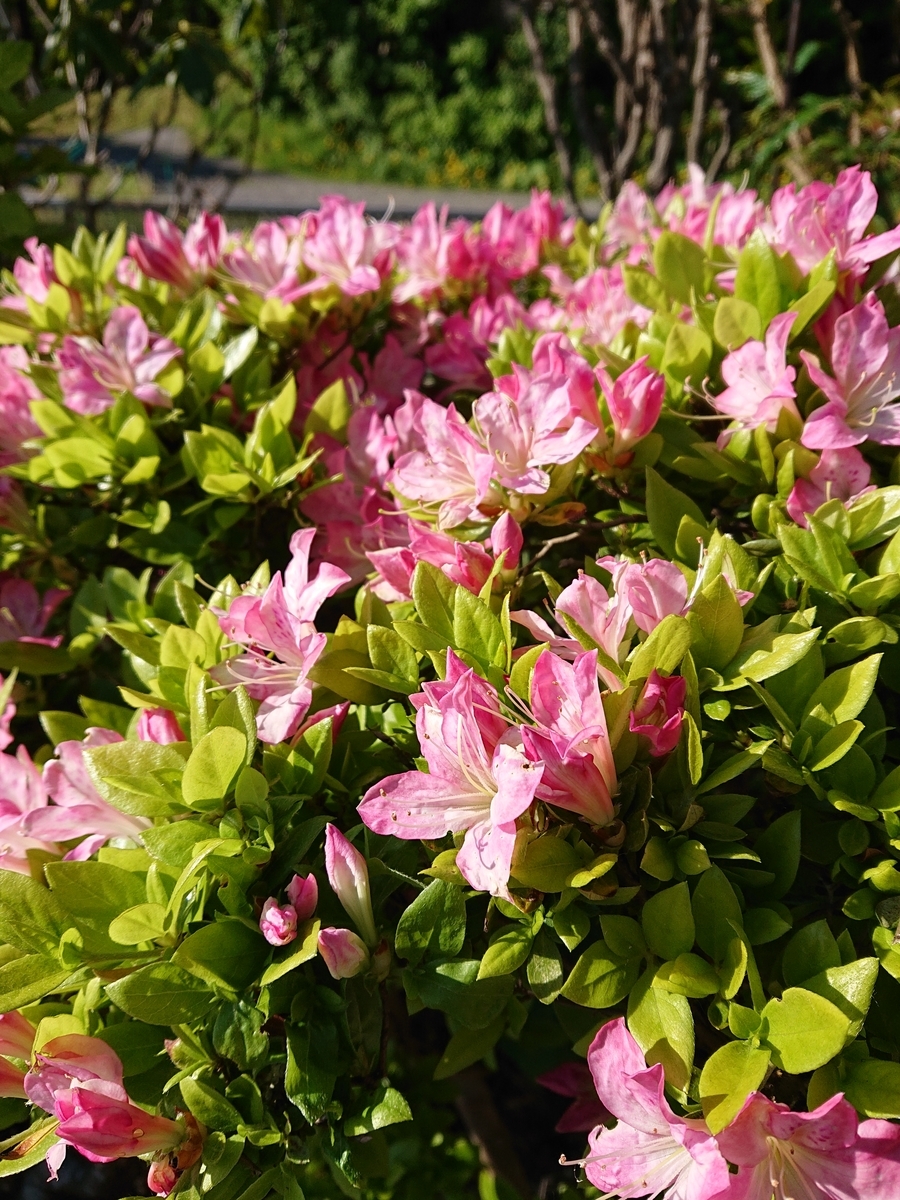 f:id:hatekota810:20200530172018j:plain