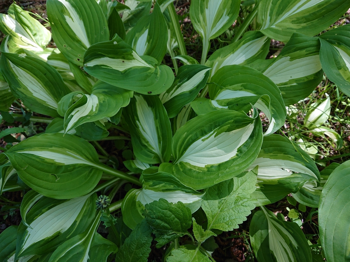 f:id:hatekota810:20200530173817j:plain