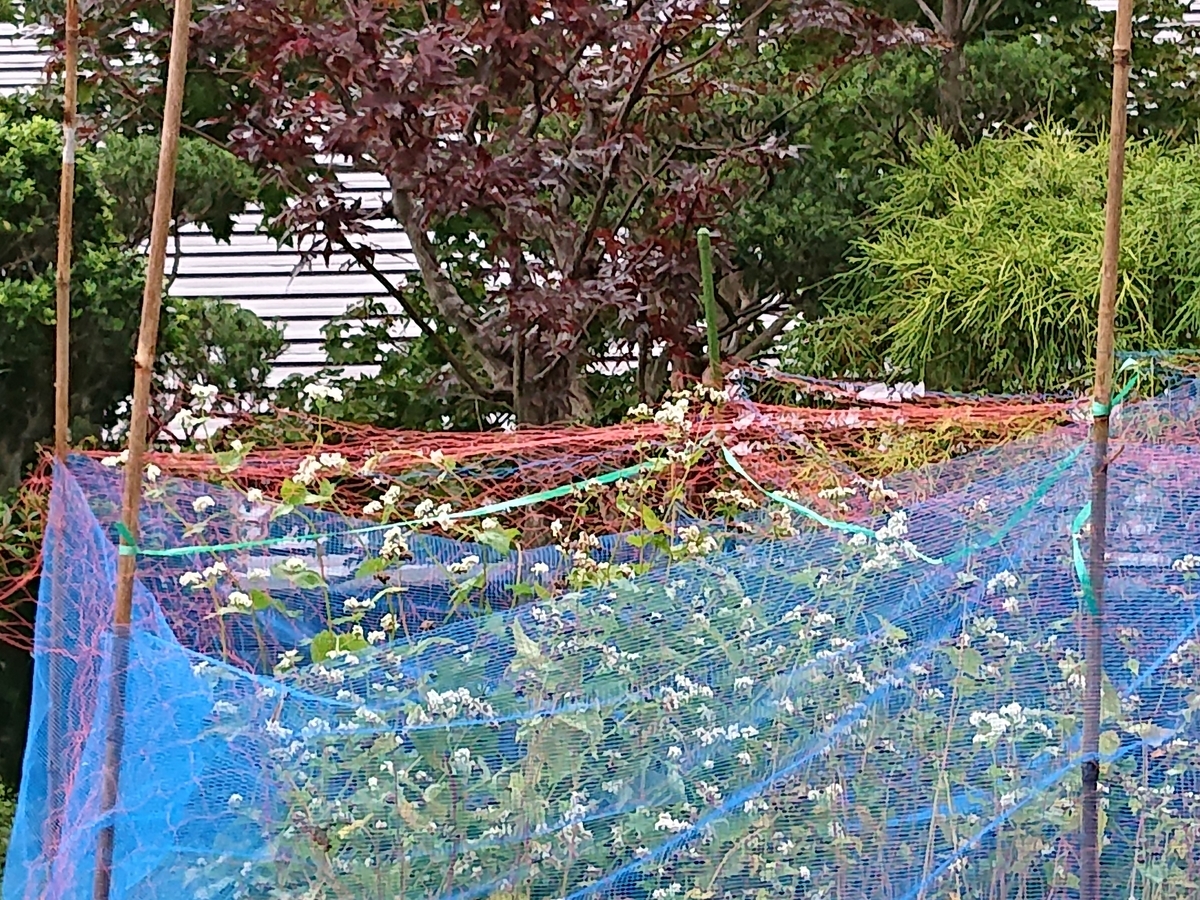 f:id:hatekota810:20200831165307j:plain