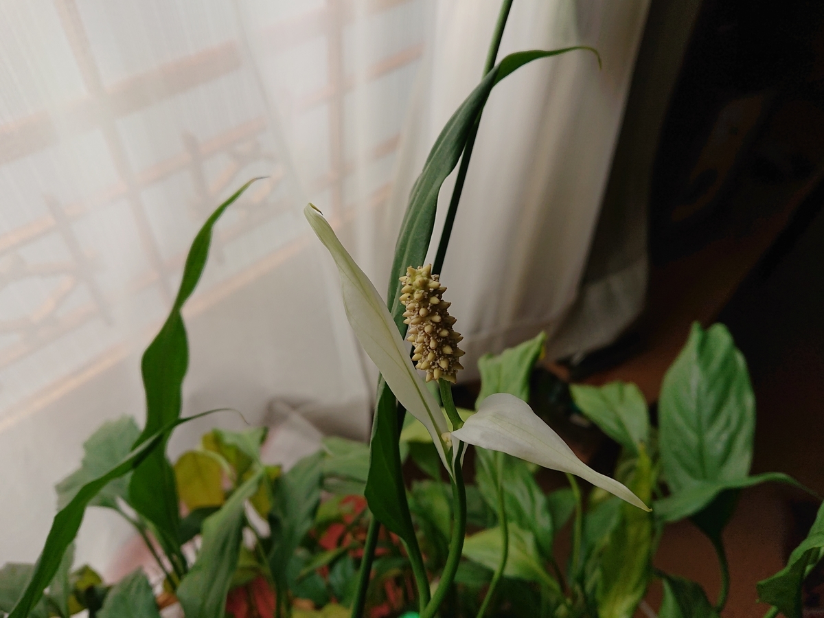 f:id:hatekota810:20200925103920j:plain