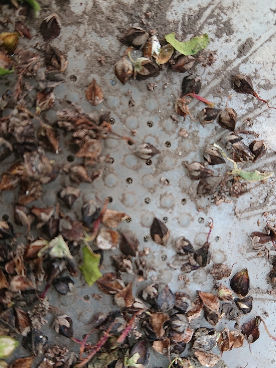 f:id:hatekota810:20200925105920j:plain