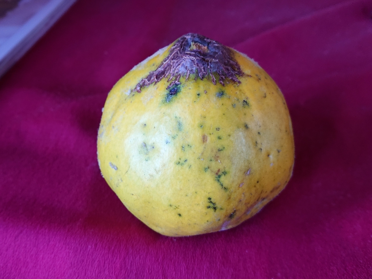 f:id:hatekota810:20201117193812j:plain