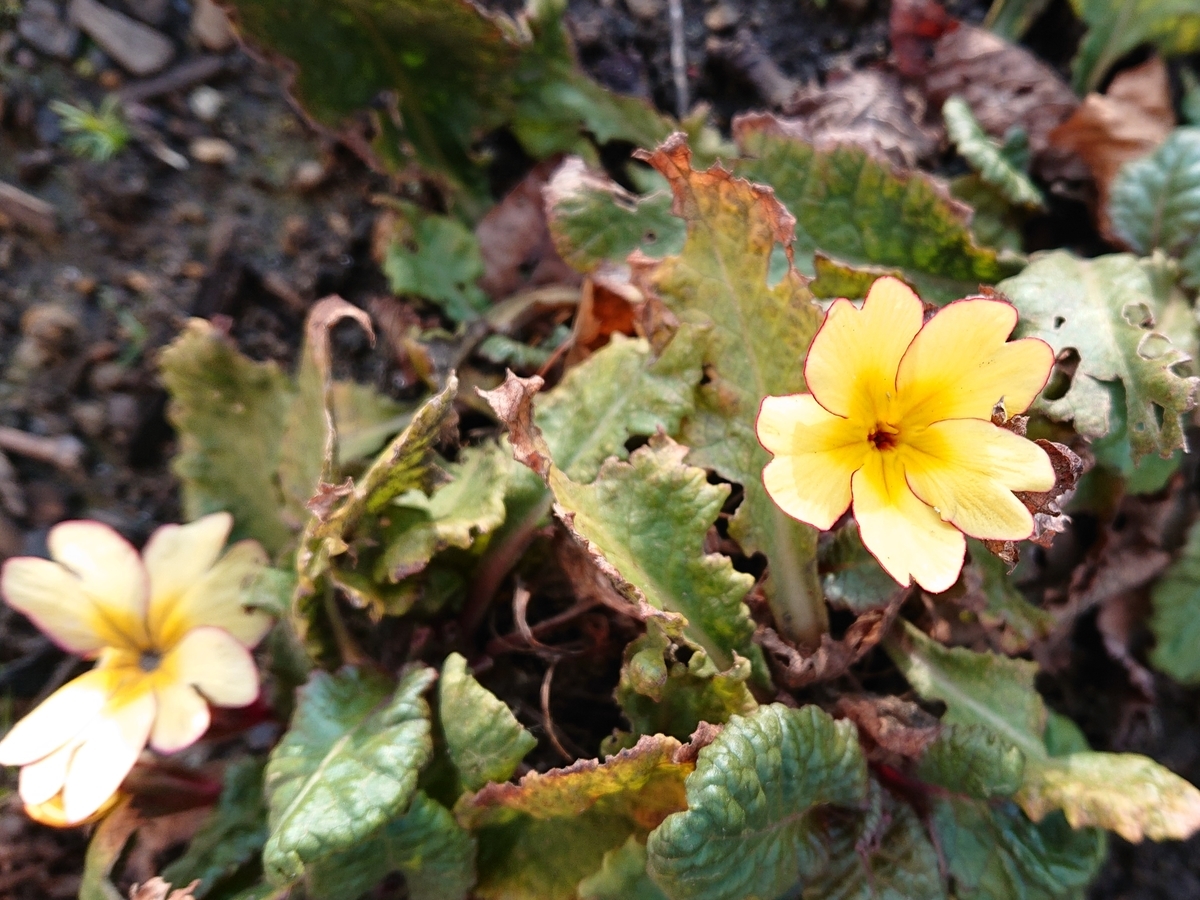 f:id:hatekota810:20201117200612j:plain