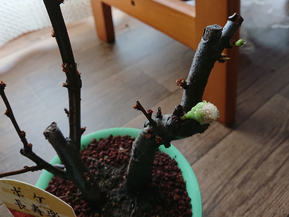 f:id:hatekota810:20210315165145j:plain