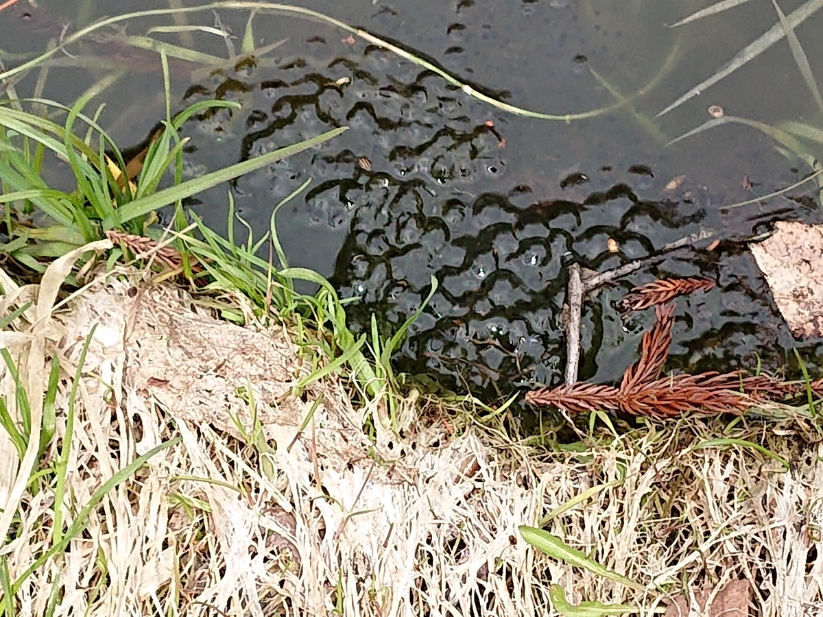 f:id:hatekota810:20210406161943j:plain