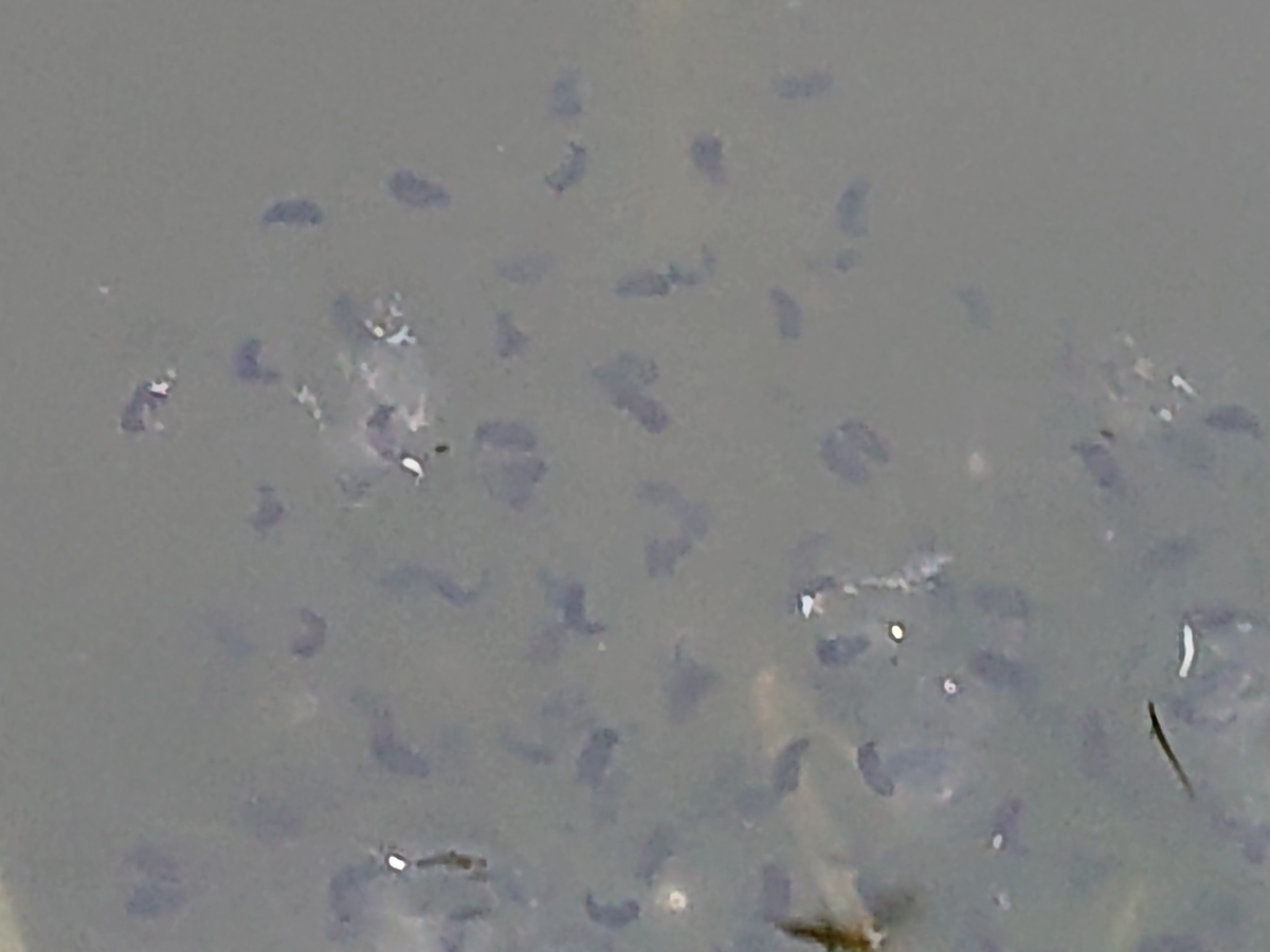 f:id:hatekota810:20210406162153j:plain