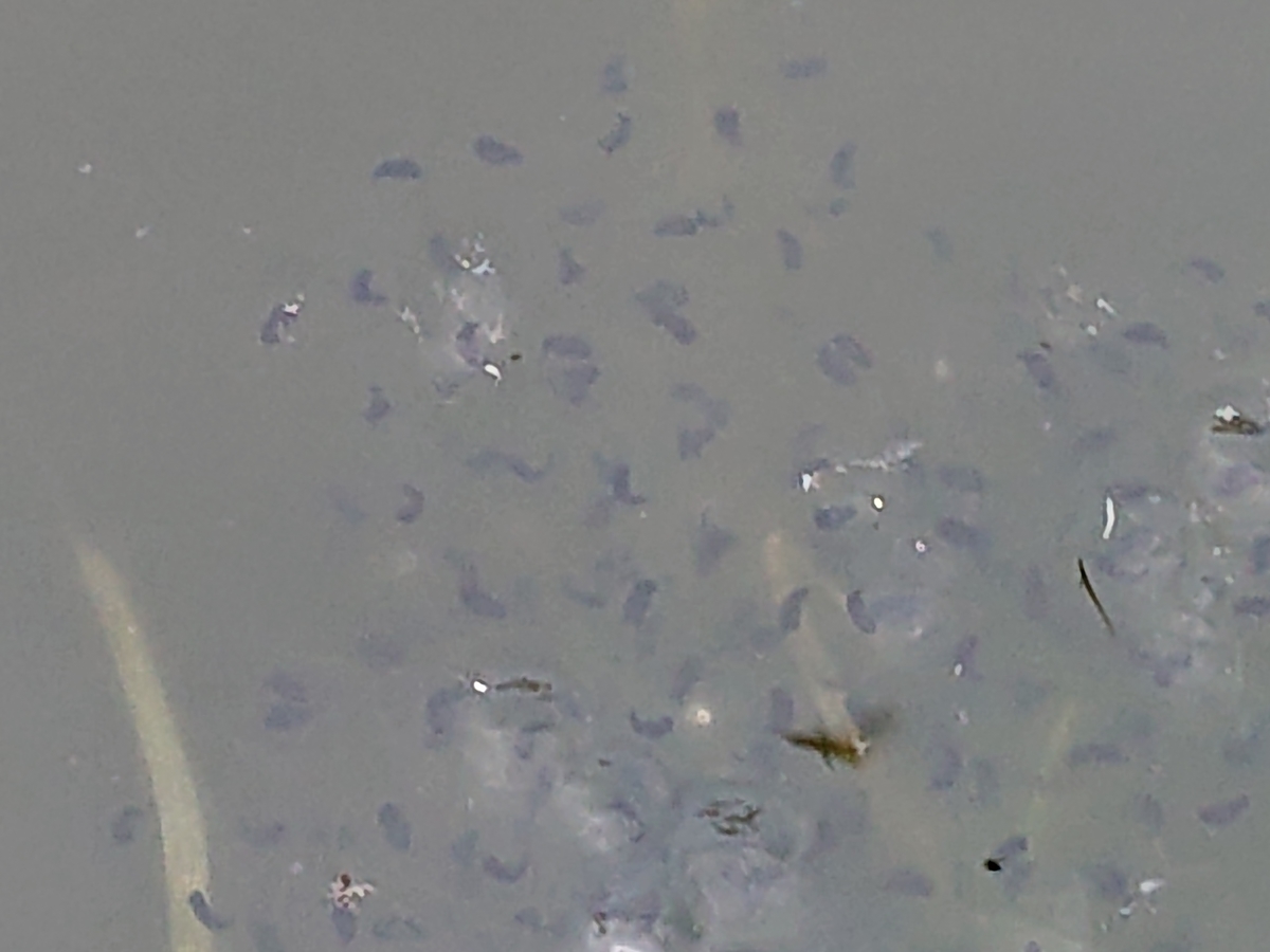 f:id:hatekota810:20210406162317j:plain