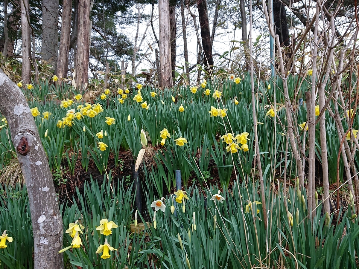 f:id:hatekota810:20210419161505j:plain