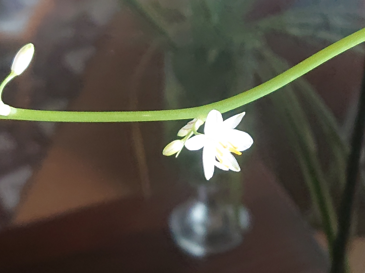 f:id:hatekota810:20210419162049j:plain