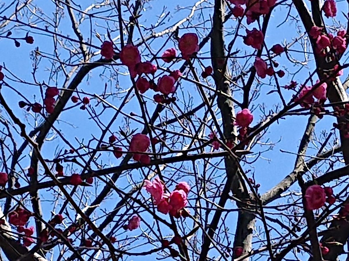 f:id:hatekota810:20210423163658j:plain