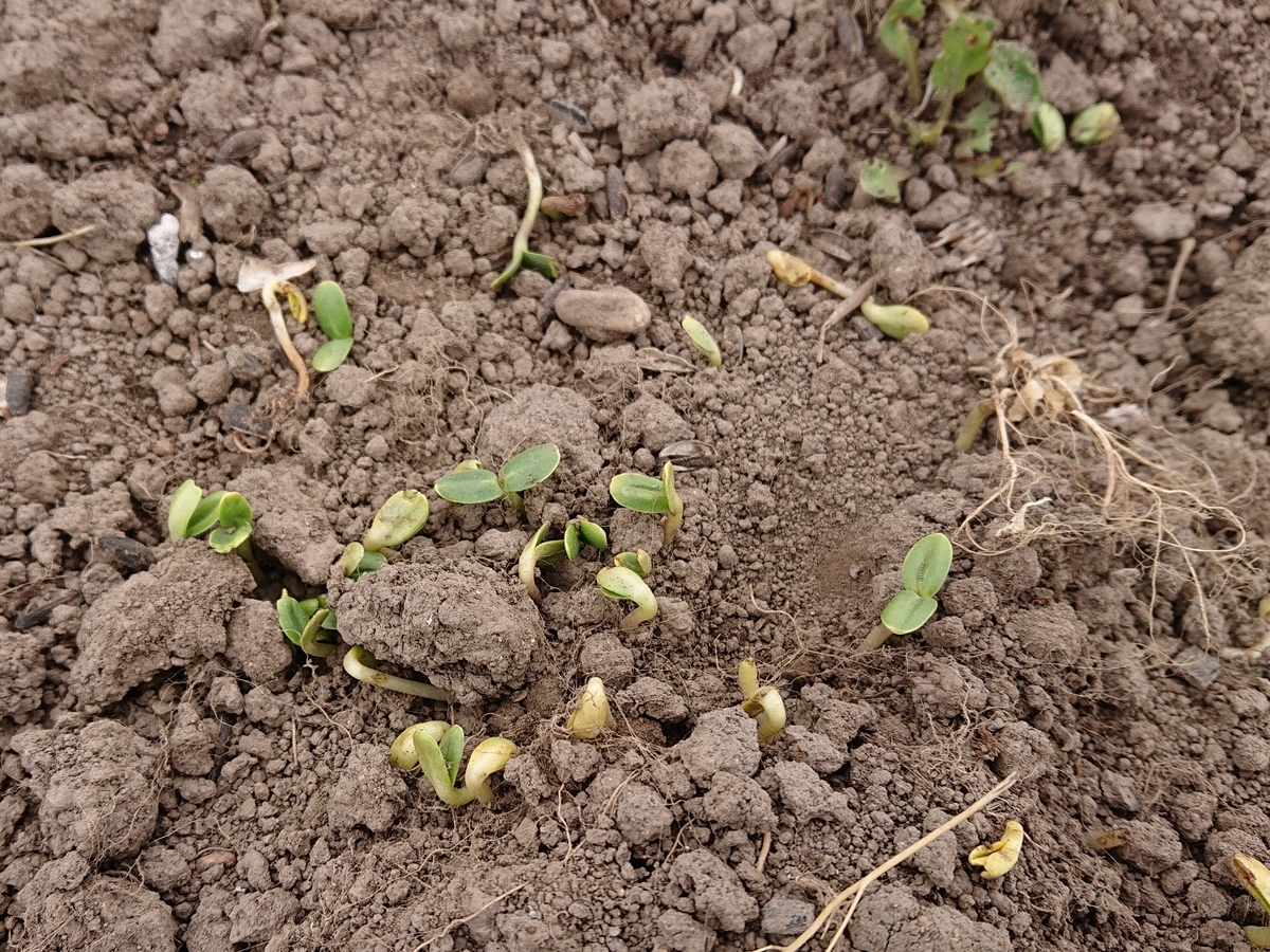 f:id:hatekota810:20210515150602j:plain