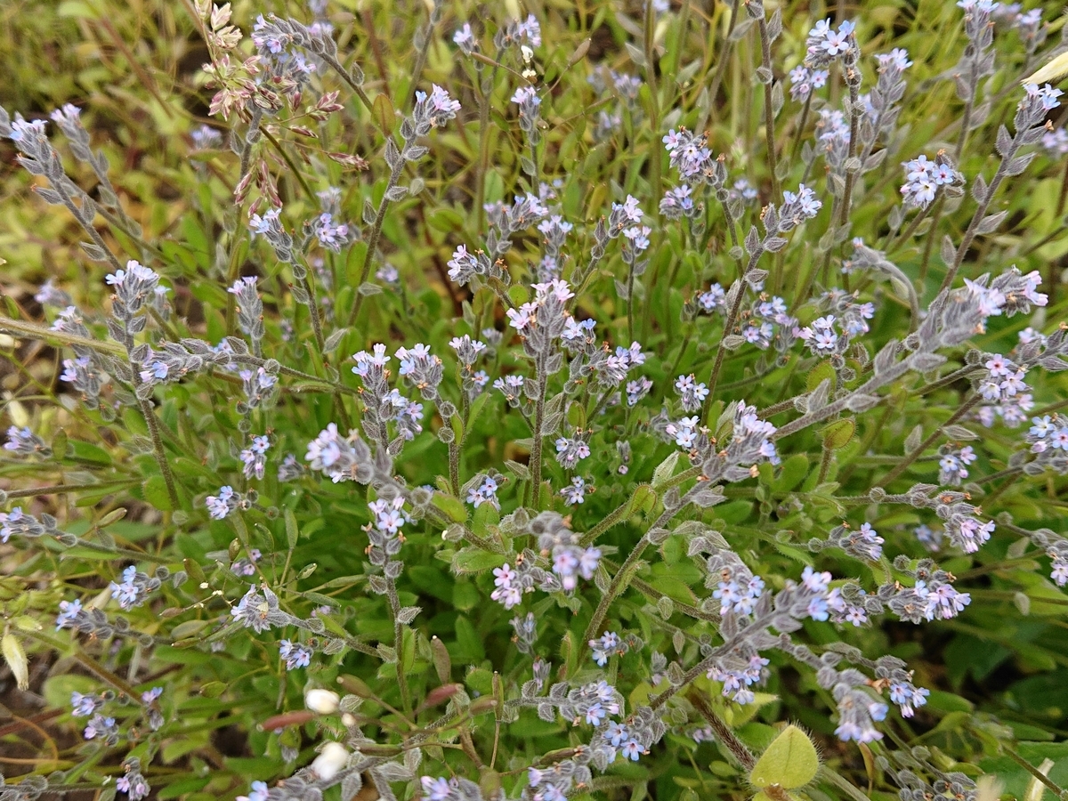 f:id:hatekota810:20210515150912j:plain