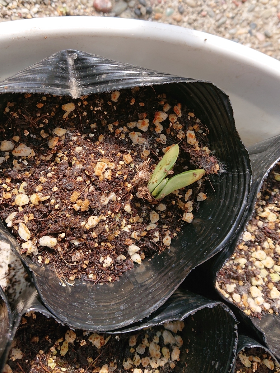 f:id:hatekota810:20210515153425j:plain