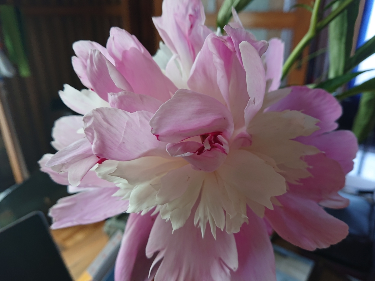 f:id:hatekota810:20210619160813j:plain