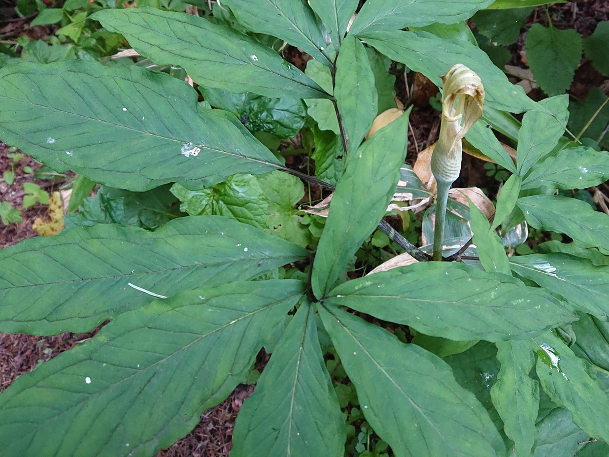 f:id:hatekota810:20210619161512j:plain