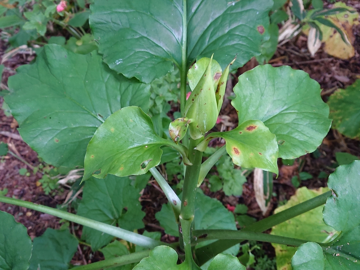 f:id:hatekota810:20210619162417j:plain