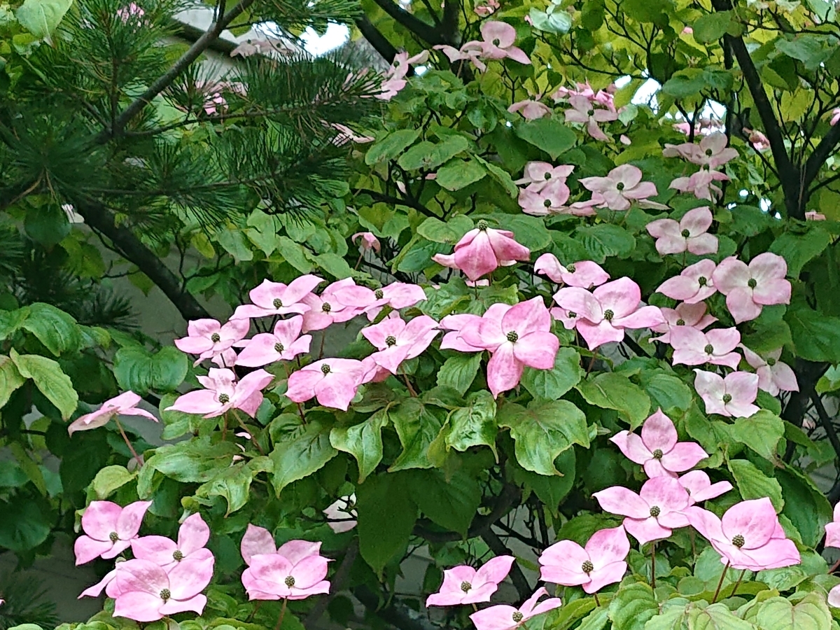 f:id:hatekota810:20210619163453j:plain